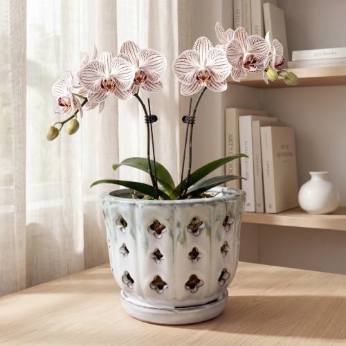 Orchid Pot with Drainage, Cream & Green, 6 Inch