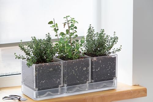 D'vine Dev Acrylic Herb Garden Planter Set, Clear, 76-V-D-1