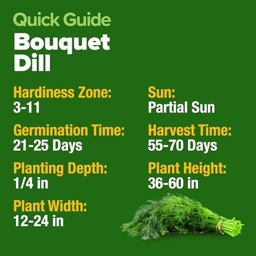 HOME GROWN Bouquet Dill Seeds, 1,014 Seeds, Anethum graveolens