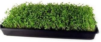 Mountain Valley Seed Co Red Russian Kale Seeds 1 Lb Non-GMO Vegetable | Garden & Microgreens Growing Seeds - Micro