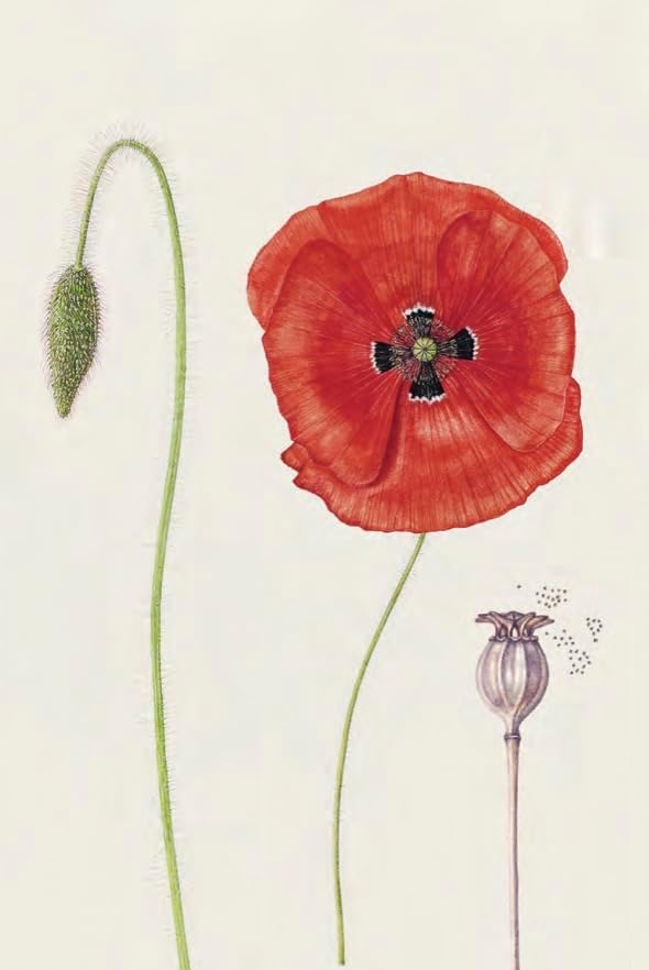 The Seed Collector's Kit: Collect - Sow - Grow - Harvest: Plant your garden from seed with 50 informative cards, five