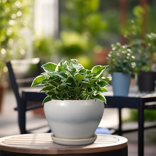 Ceramicfor Planter Pot 6 Inch - Ceramic Plant Pot with Drainage Hole and Saucer, Round Glaze Succulent Pot for Plants, White