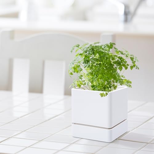 D'vine Dev Plastic Herb Planter Pot, 4 in, White, 76-Y-A1-1