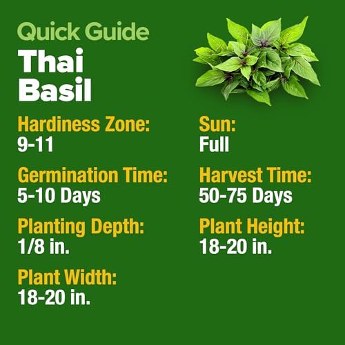 HOME GROWN Thai Basil Seeds, 438 Seeds, Ocimum basilicum VAR. thyrsiflora