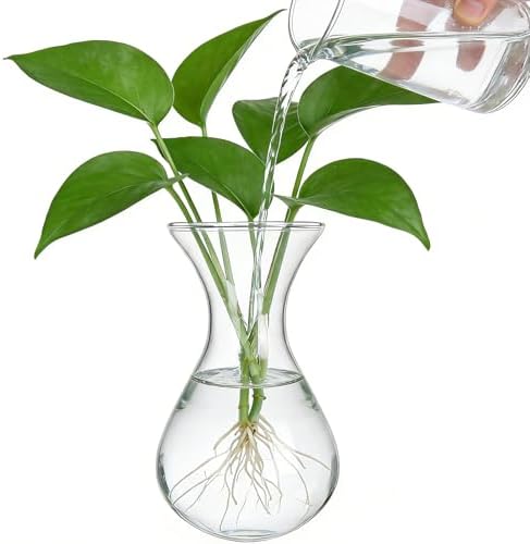 Plant Propagation Station Accessories, 2 Pack Glass Hyacinth vase