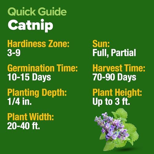 HOME GROWN Catnip Seeds, 2,116 Seeds, Nepeta cataria