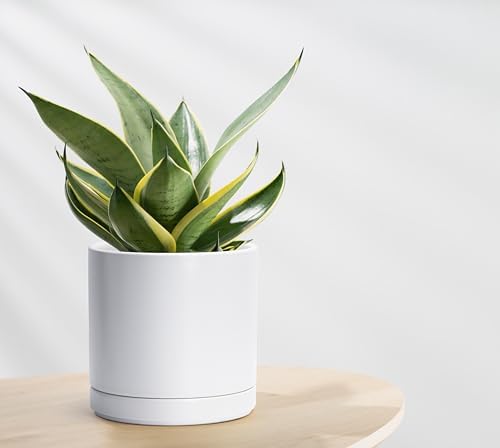 D'vine Dev 8.2 Inch Ceramic Planter Pot, White, 94-O-D-1