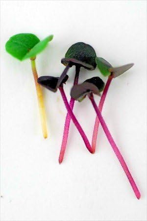 Mountain Valley Seed Co Purple Basil Dark Opal Microgreens Seeds Non-GMO | Bulk Seed for Growing Micro Herbs, Indoor