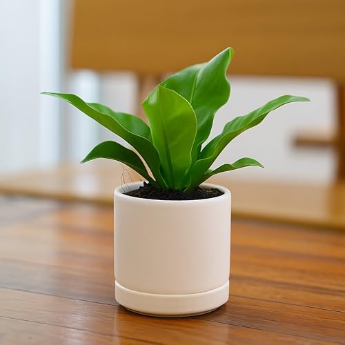 D'vine Dev 3.5 Inch Ceramic Planter Pot, Oatmeal, 94-O-A-8