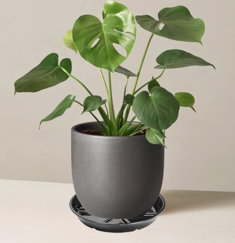 6 Pack of 6 Inches Plant Saucers for Indoor, Durable Plant Saucer Pot Tray, Round Plastic Flower Plant Dish Pant Plate to Catch Water, Black