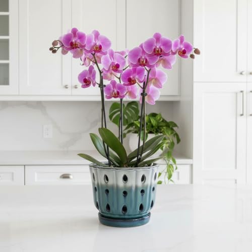 Ceramic Orchid Pot with Holes 6'' Orchid Planter (cream over turquoise)