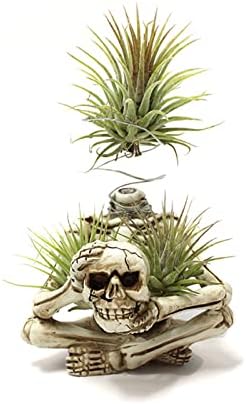 Resin Air Plant Holders,Tilandsia Container,Gothic Skeleton Planter,Halloween Plant Pot,Tillandsia Pot, Skull Table Top Display Planters for Air Plants and Other Mini Plants