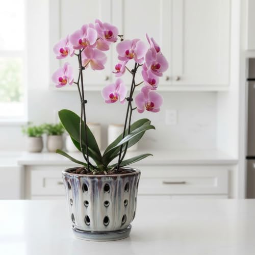 Ceramic Orchid Pot with Drainage Hole 6'' (Mauve Over Cream)