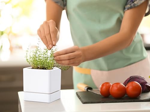 D'vine Dev 2-Pack Plastic Herb Planter Pots, 4 in, White, 76-Y-A2-1