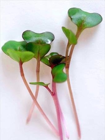 Mountain Valley Seed Co Purple Vienna Kohlrabi Seeds: 1 Lb - Non-GMO | Vegetable Garden & Micro Greens Growing Seed