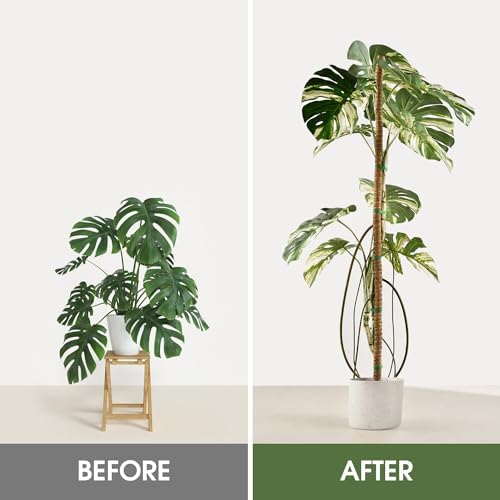 2 Pack Moss Pole 28 Inch Monstera Plant Sticks Support Tall Long Stakes