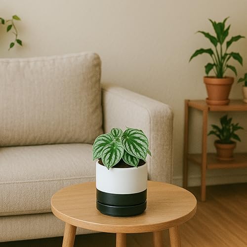D'vine Dev 4.7 Inch Ceramic Planter Pot, Black White Two Tone, 94-O-B-L