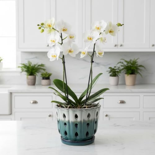 Ceramic Orchid Pot with Holes 6'' Orchid Planter (cream over turquoise)