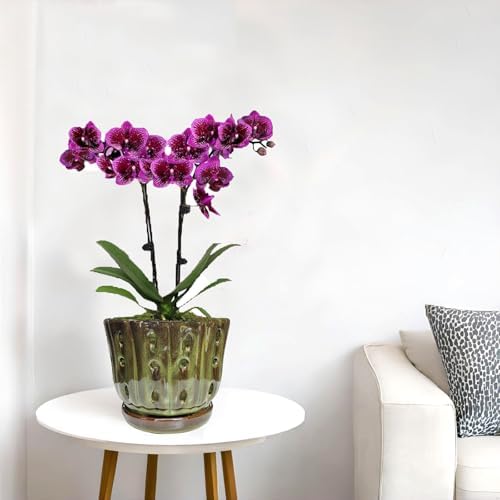 Ceramic Orchid Pots with Drainage Hole 6'' (mossgreen)