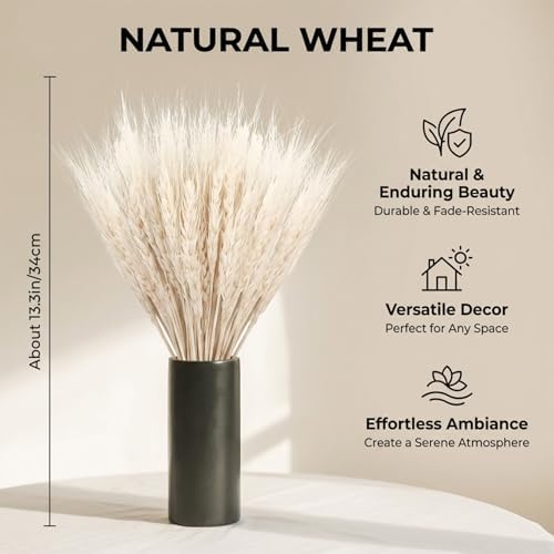 Sukh 50 Stems Dried Wheat Stalks - White Wheat Straw for Vases 13.3 in