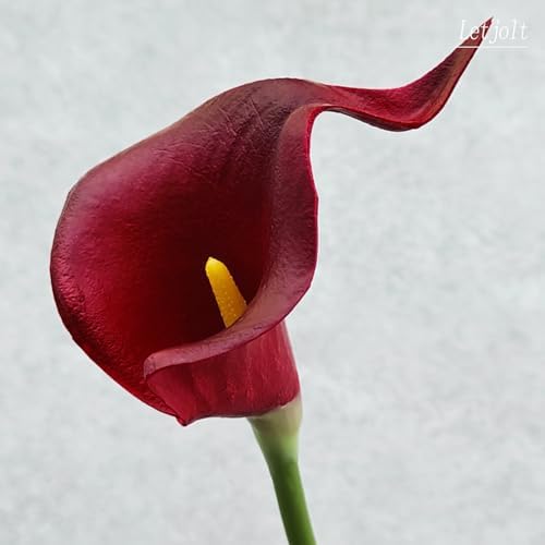 Letjolt Artificial Calla Lily Flowers 12Pcs, Dark Red