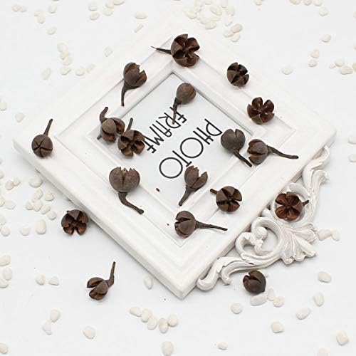 Queenbox 20Pcs Natural Dried Cross Fruit Craft DIY, Home Christmas Thanksgiving Decorative Fall Winter Holiday Home Decor