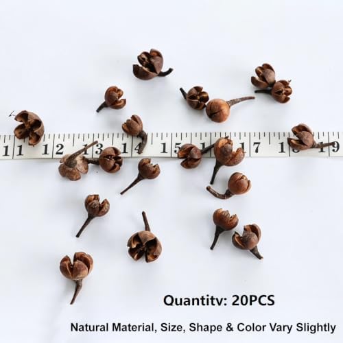 Queenbox 20Pcs Natural Dried Cross Fruit Craft DIY, Home Christmas Thanksgiving Decorative Fall Winter Holiday Home Decor