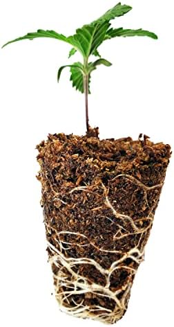 Mosser Lee ML0003 SucSeed® Premium Seed Starter 244 cubic inch (4L)Pack of 1