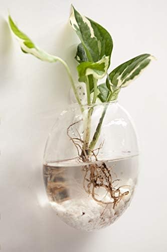 Mkono Wall Propagation Planters, 2 Pack Oblate Hanging Plant Holder Vase