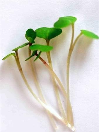 Mountain Valley Seed Co Red Russian Kale Seeds 1 Lb Non-GMO Vegetable | Garden & Microgreens Growing Seeds - Micro