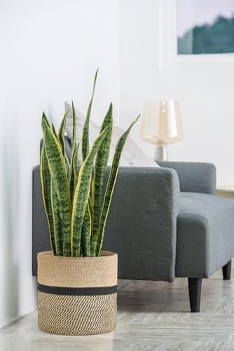 Dahey Plant Basket Indoor for 12 inch Pot Woven Jute Planter, Black