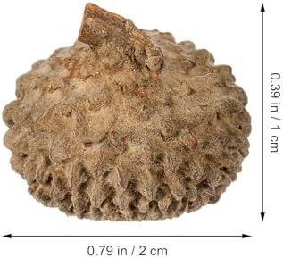 Ciieeo 100 Pcs Natural Acorn Caps - Light Brown Dried Botanical Vase Fillers for Home Decor | Rustic Plant Material for Autumn Wedding Thanksgiving and Christmas Ornaments