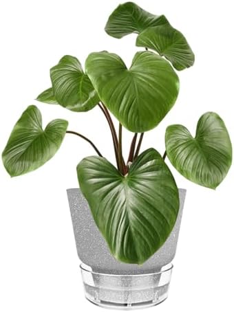 Plant Pots - 6" Orchid Pot, 5 Pack Orchid Pots with Holes - Self Watering Pots for Indoor Plants - Plant Pots with Drainage Hole and Tray Saucer (Frosted Gray)
