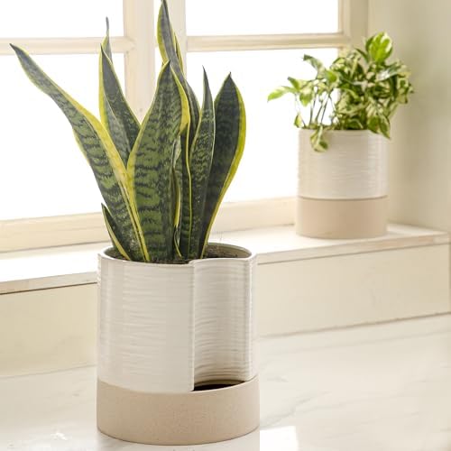 Nihow Ceramic Self Watering Plant Pot for Indoor Plants, 8 Inch,Cream White