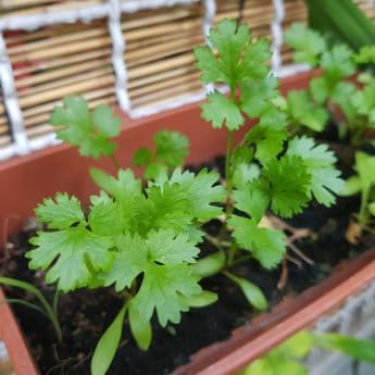 Grow Your Own Seed Pod - Complete Seed Pod Plugs with Plant Food | Add Your Own Seeds, 10 Pods, For Hydroponic Gardens