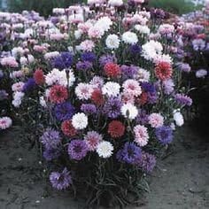 Non GMO Bulk Cornflower/Bachelor Button Seeds - Tall Mix Centaurea Cyanus (1/2 Lb) 45,000 Seeds