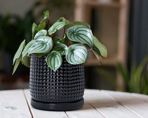 D'vine Dev Beaded Ceramic Pot with Saucer, 6 in, Glossy Black, 27-C-X-2