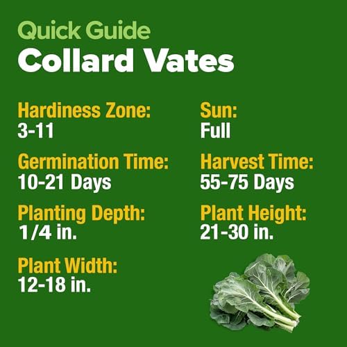 HOME GROWN Vates Collard Green Seeds, 300+ Seeds