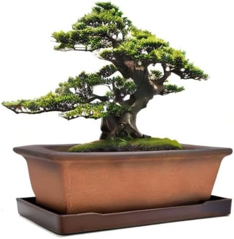 MUZHI Decorative Ceramic Bonsai Planter Pot 8.5 Inch with Tray, Breathable Unglazed Rectangle Terracotta Clay Pot for