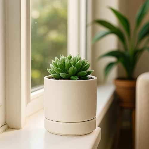 D'vine Dev 4.7 Inch Ceramic Planter Pot, Oatmeal, 94-O-B-8