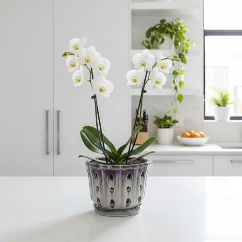Ceramic Orchid Pot with Drainage Hole 6'' (Mauve Over Cream)