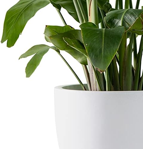 Kante Accent Round Bowl White Concrete Planter 14" Dia, Outdoor
