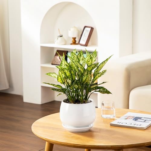 vancasso 3-Pack Ceramic Plant Pots, 7.3/9.6/11.6 Inch Indoor Planters with Saucers & Drainage Hole Planter pots for Indoor Plants and Flower, White
