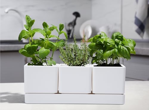 D'vine Dev 2-Pack Plastic Herb Garden Planter Set, White, 76-V-A-2