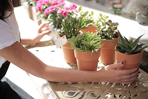 Doter Houseplant Potting Mix 2qt, Fertilized, Perlite Soil for All Types of Indoor House Plants and Tropical Plant