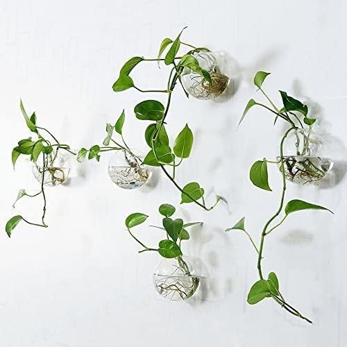 Hanging Wall Planters Pack of 6 Glass Plant Pots Round Wall Vases for Flowers Hanging Propagation Station Glass Plant
