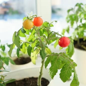Gardeners' Choice Micro Tom Tomato Seed Pods with Plant Food, 10 Pods | Dwarf patio tomato; fits Click and Grow &