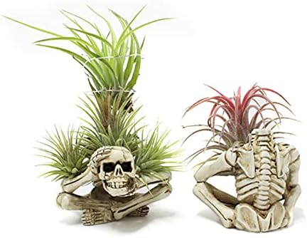 Resin Air Plant Holders,Tilandsia Container,Gothic Skeleton Planter,Halloween Plant Pot,Tillandsia Pot, Skull Table Top Display Planters for Air Plants and Other Mini Plants