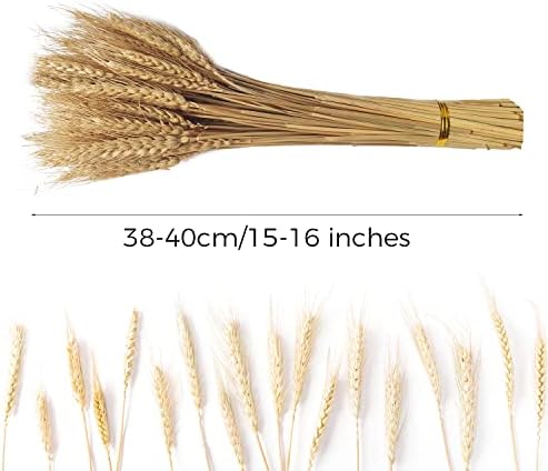 200 Stems Dried Wheat Stalks Natural Wheat Bundle for Home Decor, Crafts (Pack of 2)
