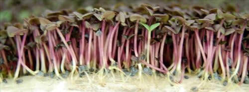 Mountain Valley Seed Co Purple Basil Dark Opal Microgreens Seeds Non-GMO | Bulk Seed for Growing Micro Herbs, Indoor